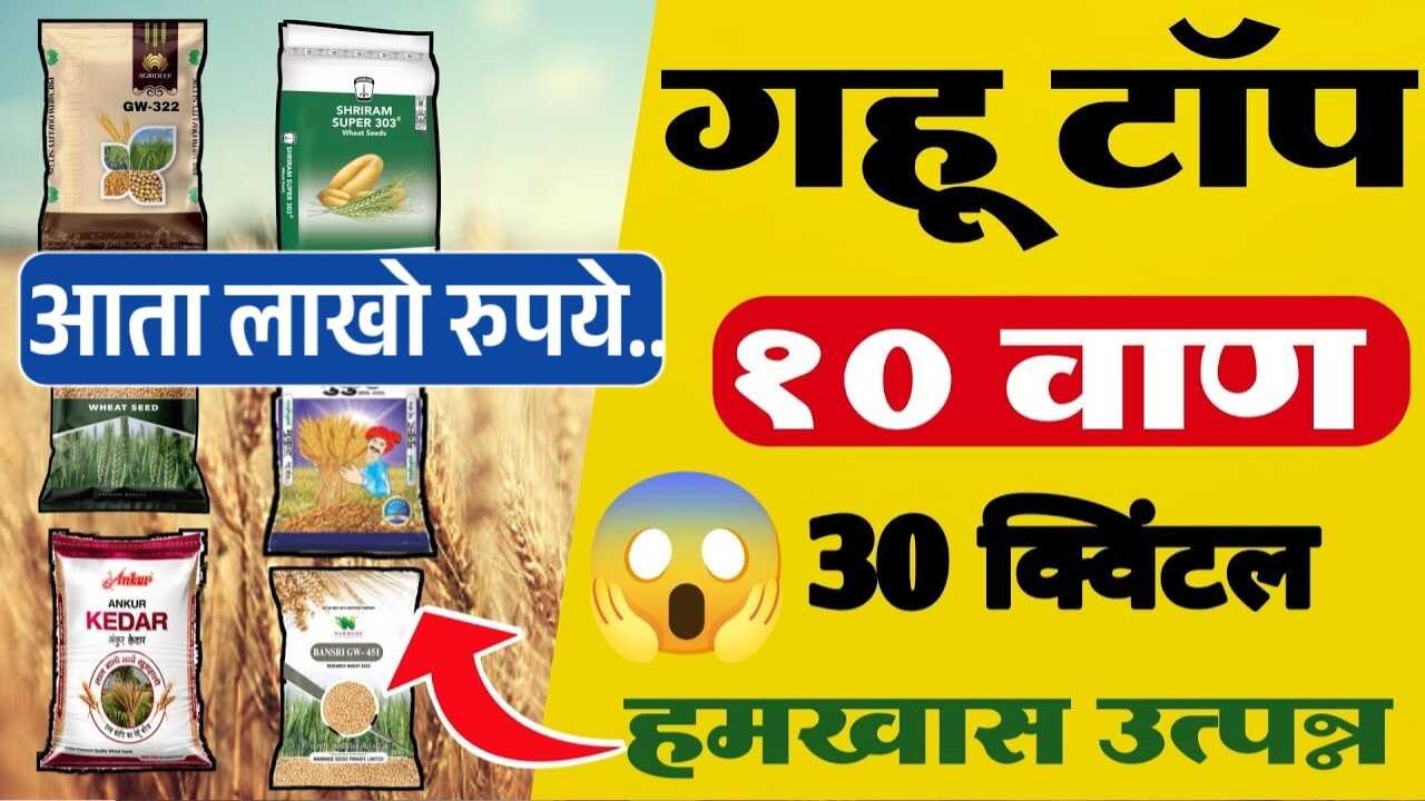 गव्हाचे टॉप ५ वाण: उत्कृष्ट उत्पादन, 30 क्विंटल उत्पन्न! ही जात खाण्यासाठी सर्वोत्तम Wheat Top Variety