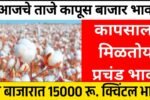 कापसाच्या दरात मोठे बदल; नवीन दर पाहून बाजारात उडाली खळबळ! आजचे भाव पहा Cotton Rate Today
