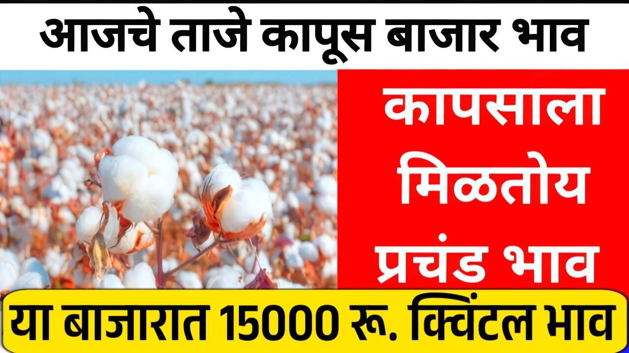 कापसाच्या दरात मोठे बदल; नवीन दर पाहून बाजारात उडाली खळबळ! आजचे भाव पहा Cotton Rate Today